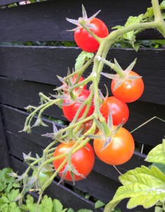tomater på stilk